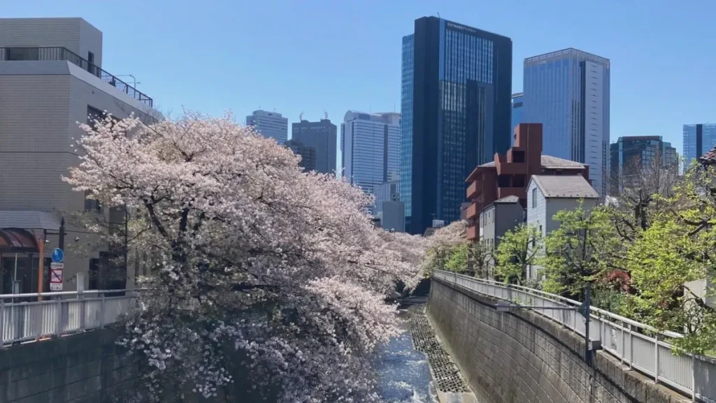 中野区を流れる神田川