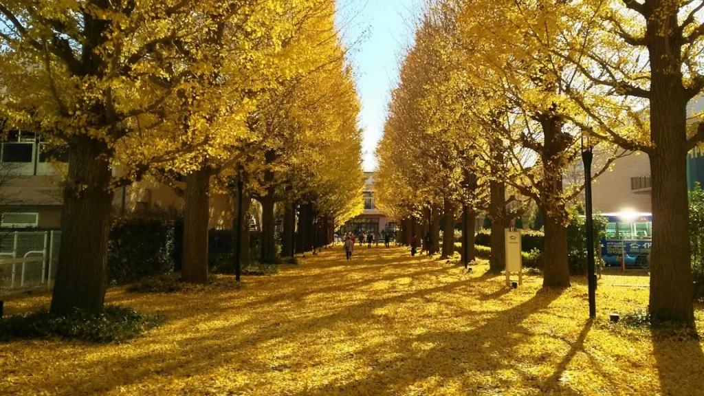 国営昭和記念公園イチョウ並木
